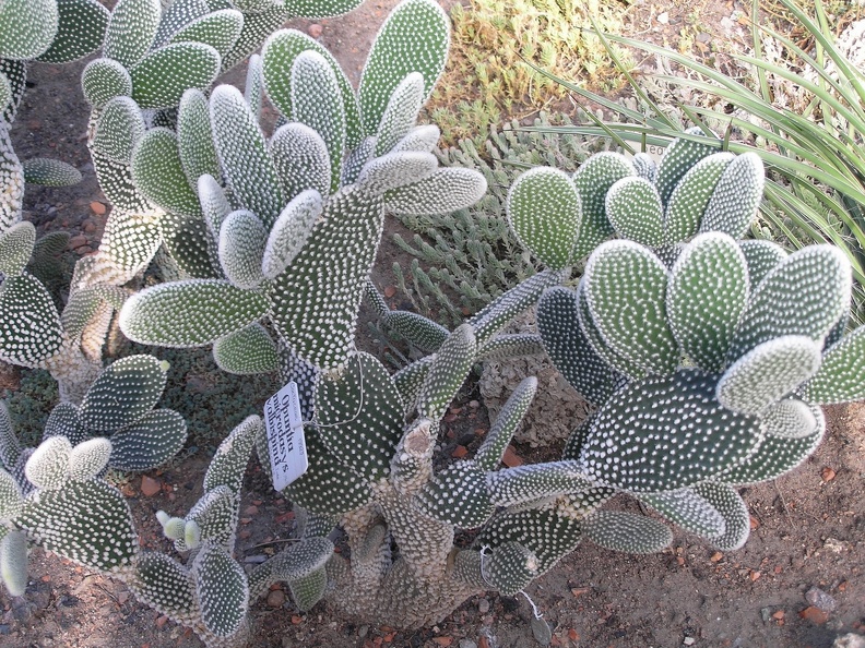 P6301778J