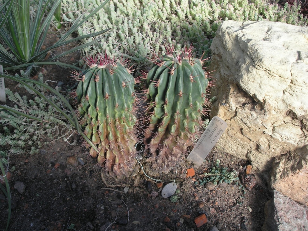P6301779J