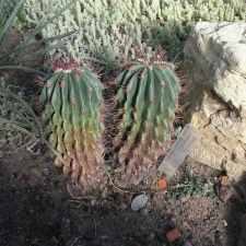 P6301779J