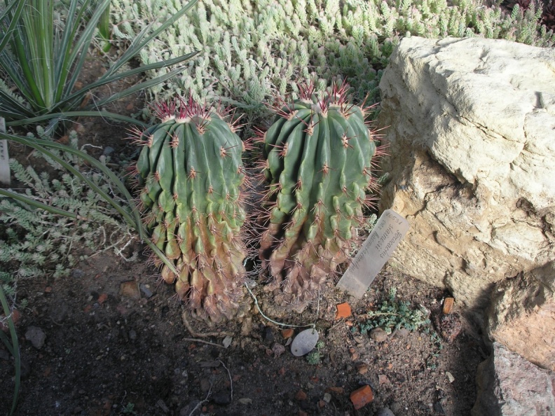 P6301779J
