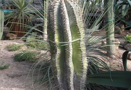 P6301781J