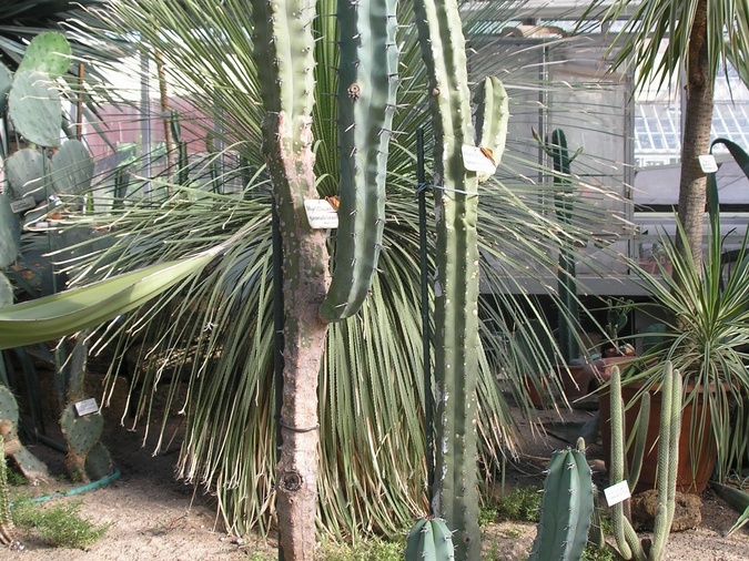 P6301784J