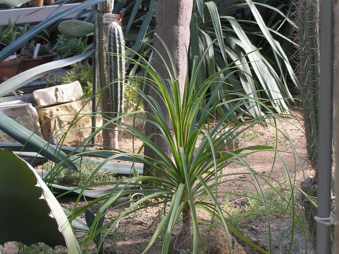 P6301795J