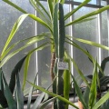P6301799 J