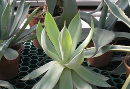 P6301800J