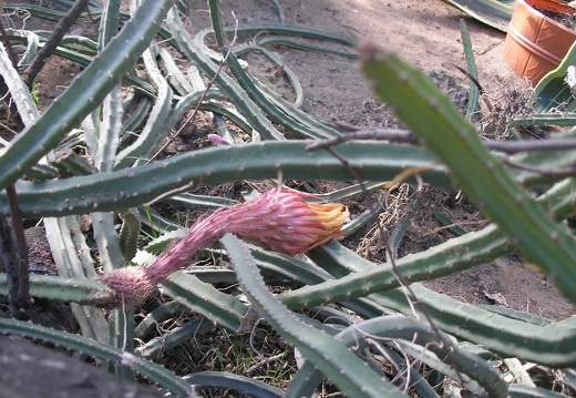 P6301809J