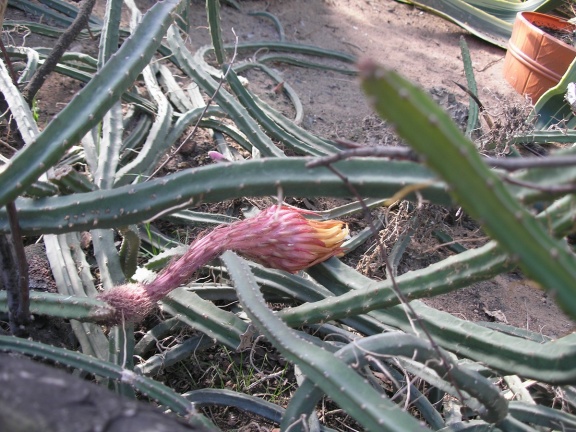 P6301809J