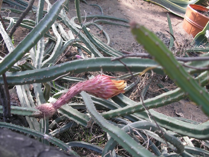 P6301809J