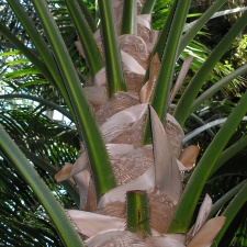 P6301838J