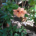 P6301844J