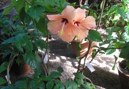 P6301844J
