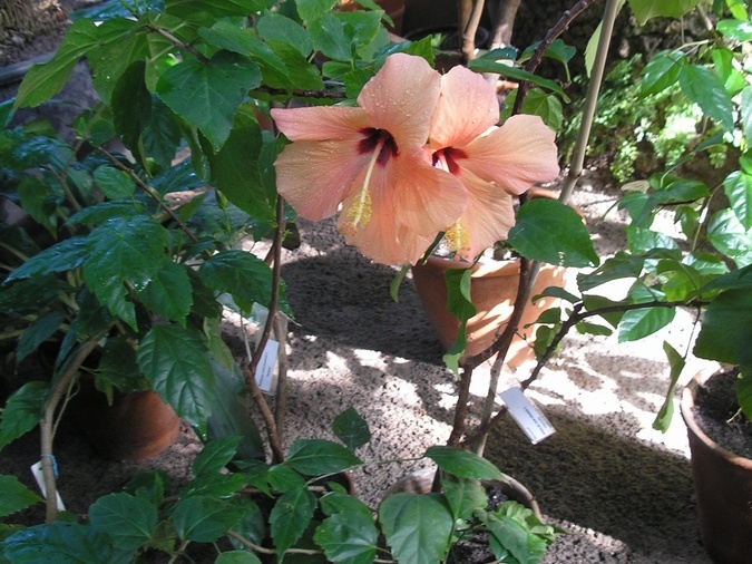 P6301844J