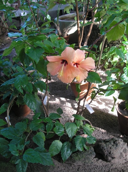P6301844J.JPG