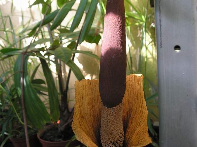 P6301854J