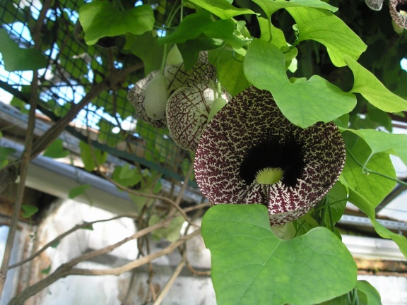 P6301858J