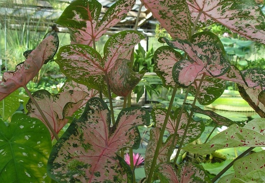 P6301877J