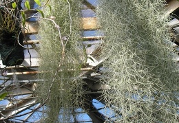 P6301883J