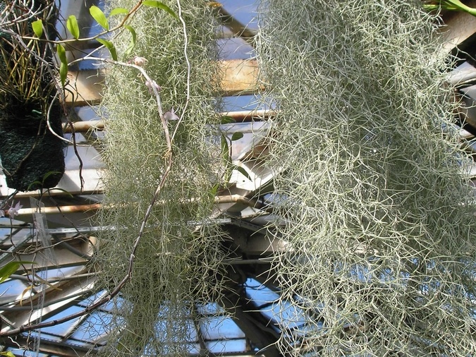 P6301883J