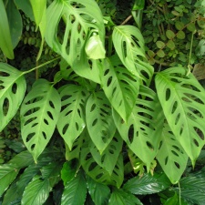 P6301885 J