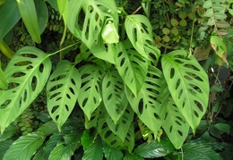 P6301885 J