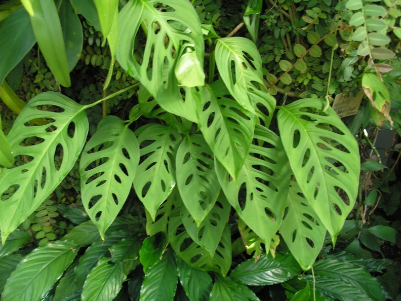 P6301885 J