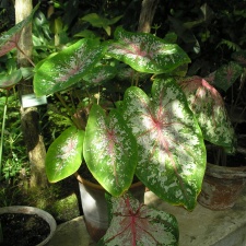 P6301890J