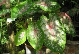 P6301890J