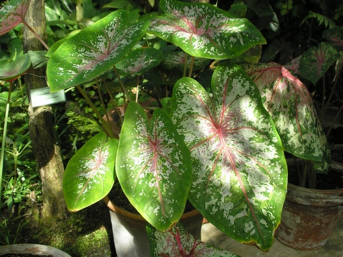 P6301890J