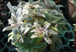 P6301910J