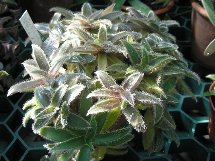 P6301910J