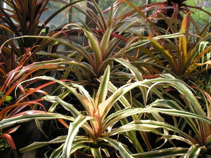 P6301920J
