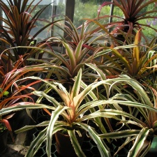 P6301920J