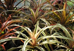 P6301920J
