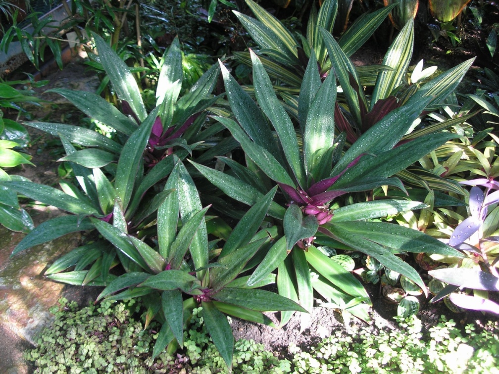 P6301925 J