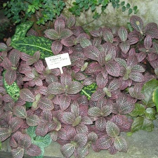 P6301947J