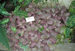 P6301947J