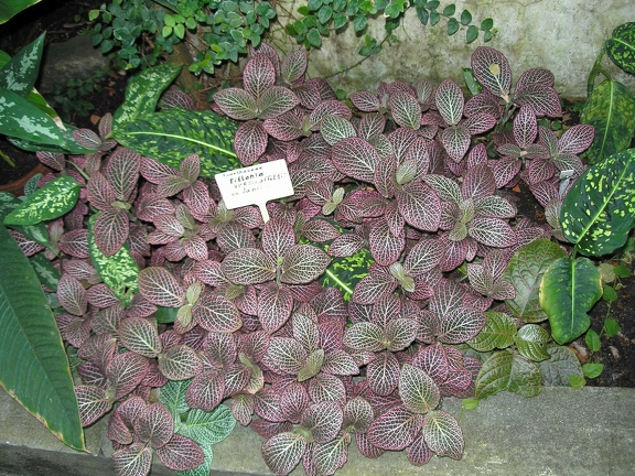 P6301947J