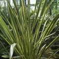 P6301965 J