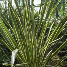 P6301965 J
