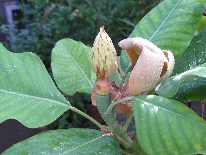 P6301978 J