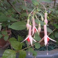P6301982J