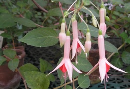 P6301982J