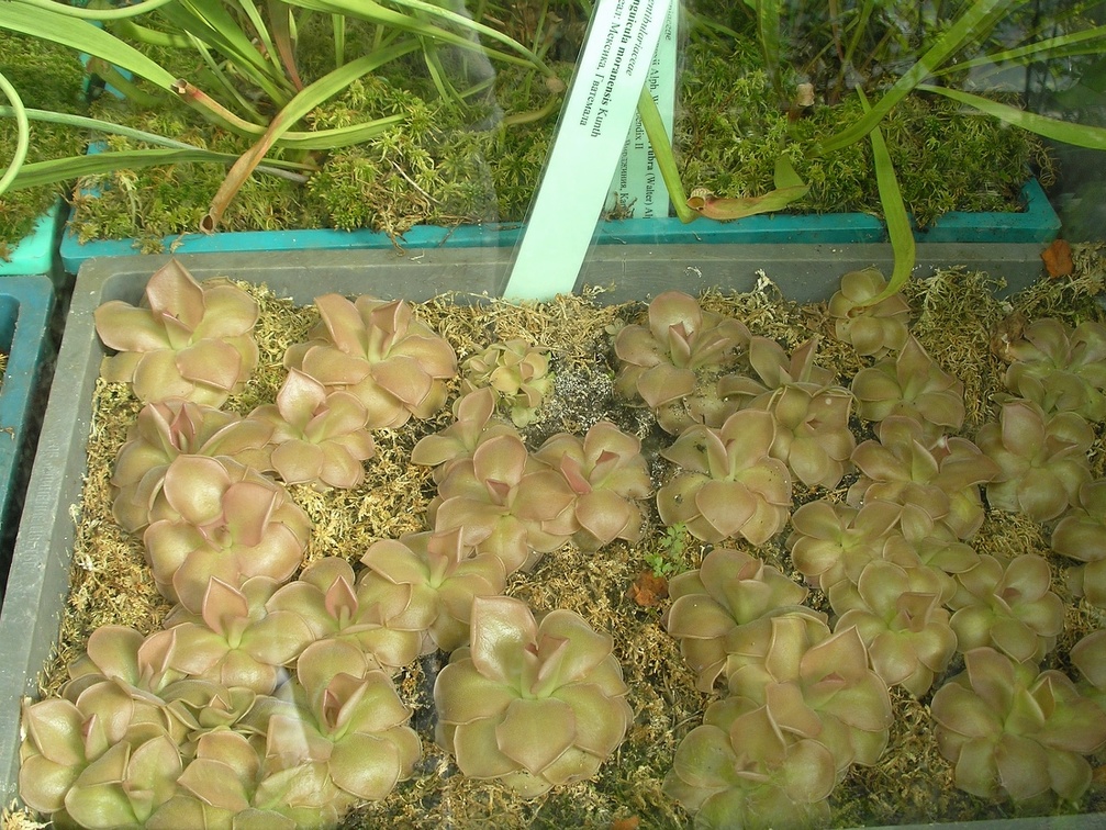 P6301985J