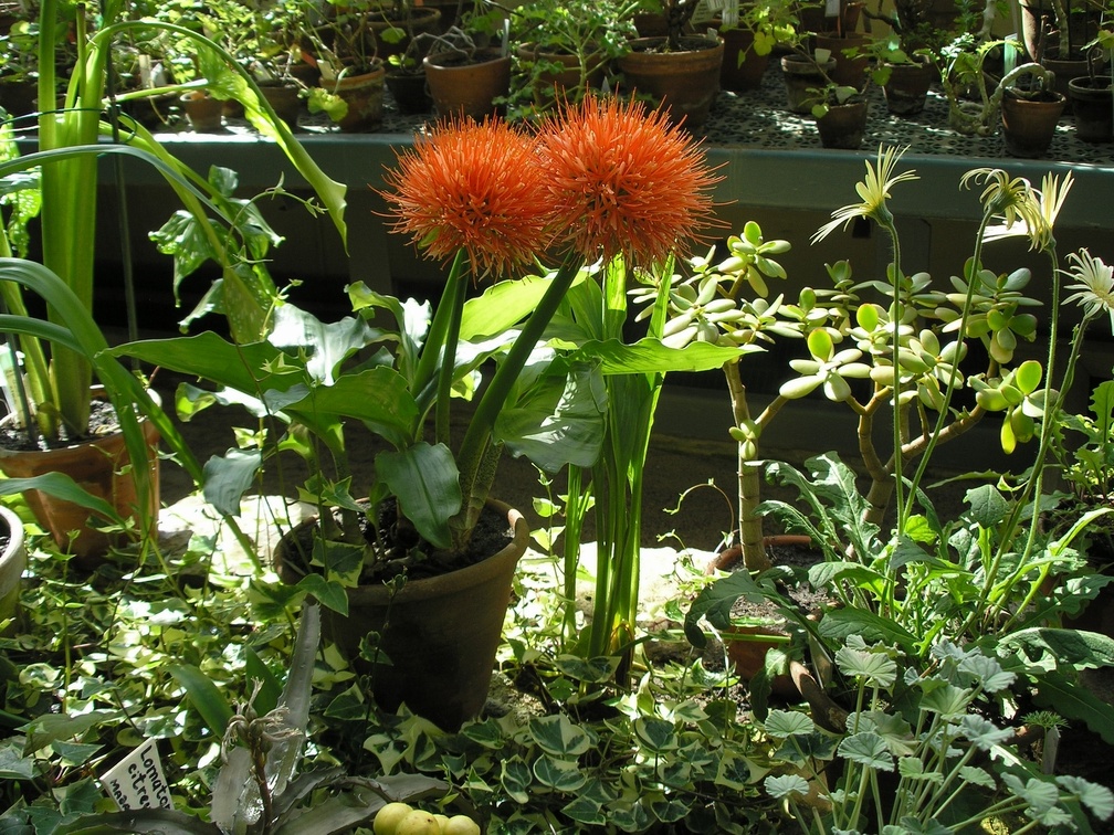 P6302004J