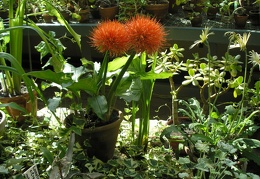 P6302004J