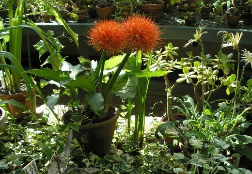 P6302004J