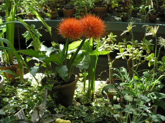 P6302004J