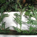 P6302005J