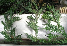 P6302005J