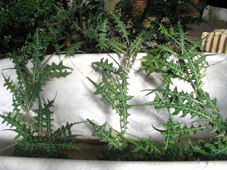 P6302005J